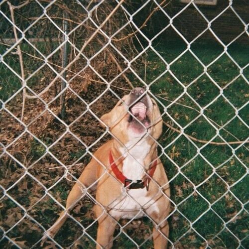 Knocked Loose - Pop Culture - LP COLOURED PRE ORDER 31 July 2026